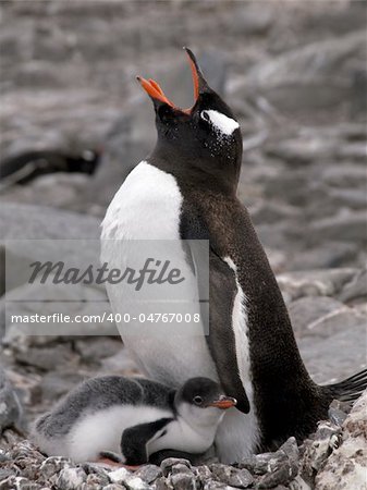 Adelie, Gentoo and Magellan Penguins encountered on my last trip to the antarctica