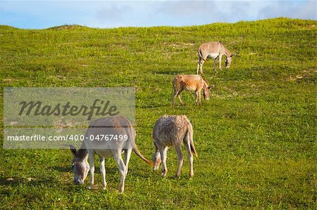 Four donkeys feeding on green grass.