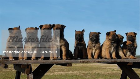 ten puppies purebred belgian shepherds malinois on a table