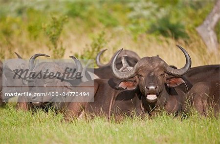 A herd of Cape Buffalo lazing around in the Greater Kruger Transfrontier Park, South Africa