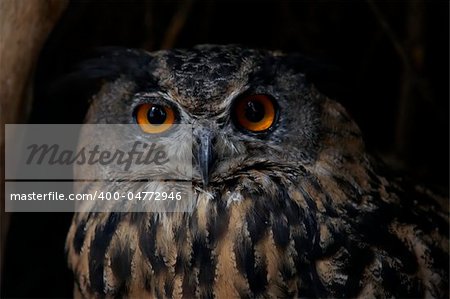 Detail of the eagle owl - bird of pray