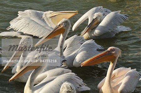 Dalmatian Pelicans in lake