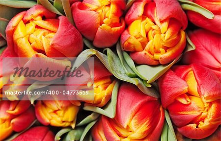 beautiful red tulips, background, texture