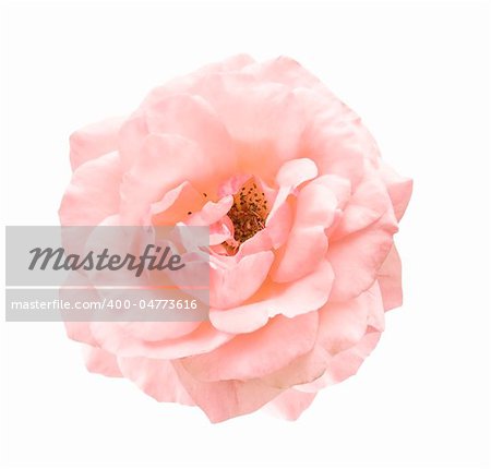 isolated pale pink rose symbol of love  affection and romance