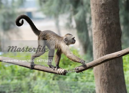 A monkey in a zoo, game and asking for food.