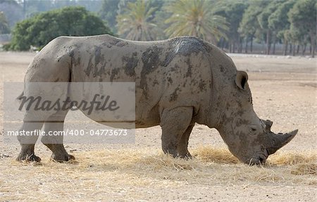 Thick-skinned and big, white rhinoceros in a zoo.