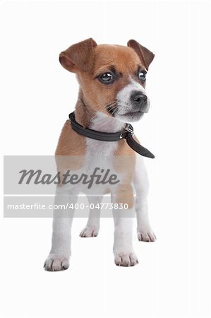 Jack Russel Terrier puppy isolated on a white background