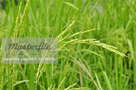 Close up of green paddy rice.