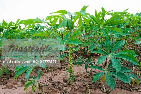 Manioc plantation on parana state, southern brazil. Typical brazilian food.