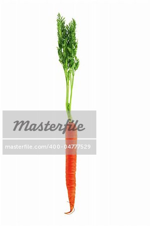 Carrot on White Background