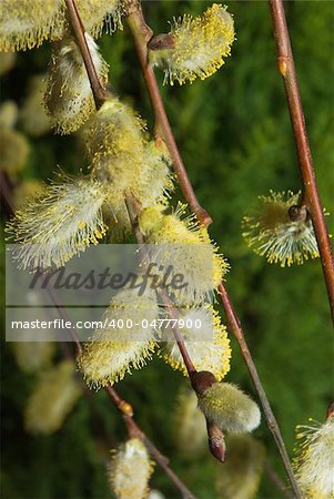 Pussy wIllow buds on a black