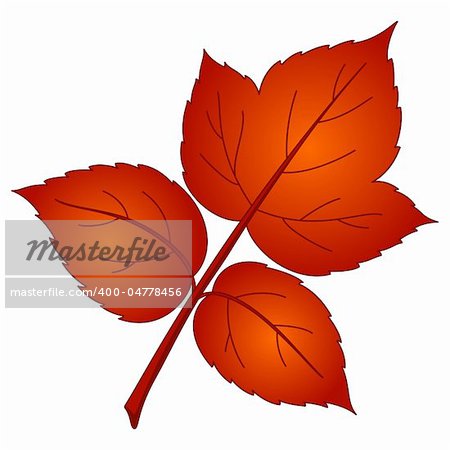 Leaf of raspberry, vector, beautiful nature object, isolated