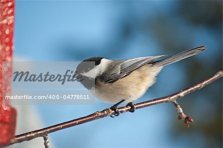 A Black-capped Chickadee (Poecile atricapillus) perches on a branch with blue sky in the background.