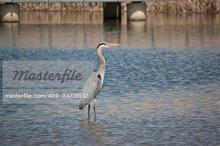 Great Blue Heron Wading in a Suburban Pond