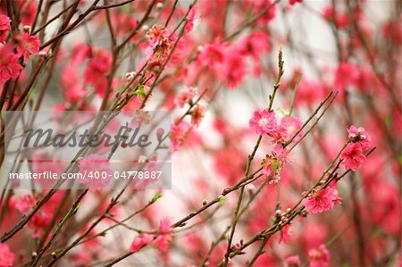 Cherry blossoms in full bloom