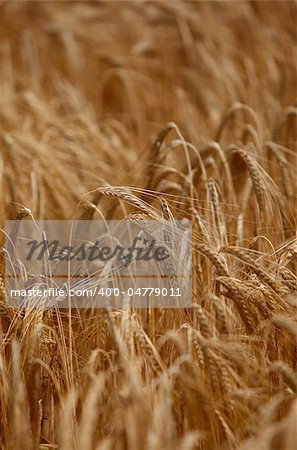 close up of a wheat field agriculture