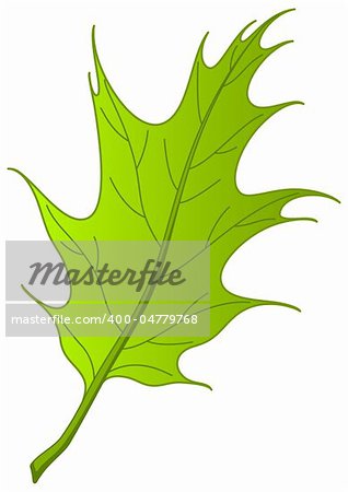 Leaf of tree oak Iberian, nature object, vector, isolated