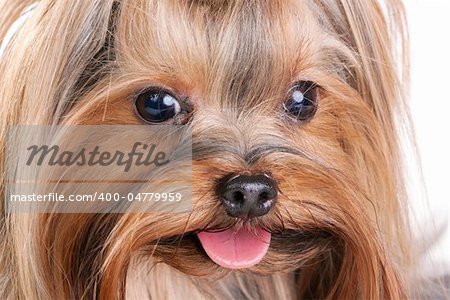 Yorkshire Terrier close-up. Isolated on a white background