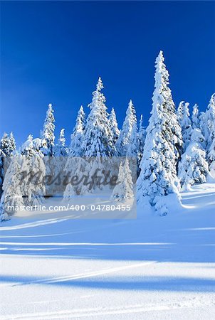 Winter landscape with coniferous forests and clear blue sky