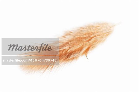 Closeup view of single feather isolated on the white