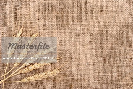 Wheat ears on burlap background