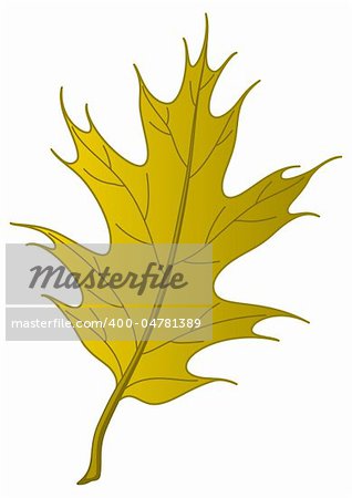 Leaf of an autumn tree oak Iberian, nature object, vector, isolated