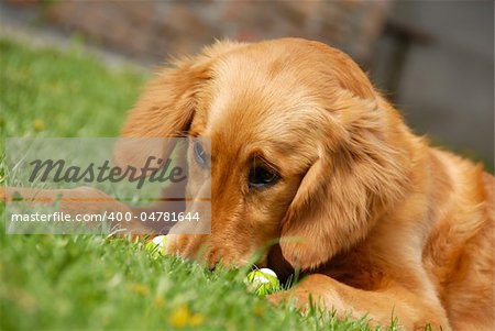 golden retriever young dog portrait outdoor on grass