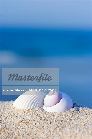 Seashells on the tropical beach. Natural background