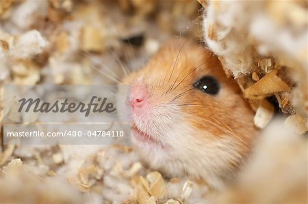 Close-up image of a curious hamster on neutral background