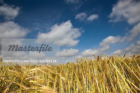 Wheaten field and the blue sky