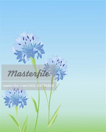 an illustration of three cornflowers in a meadow in summer