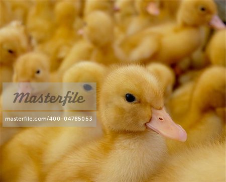 One focused duckling and many yellow small duck-baby at the background