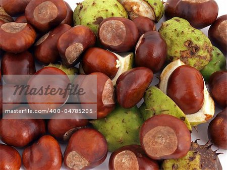 A Conker is the seed of a Horse Chestnut tree.