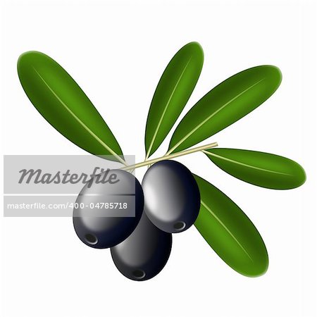 Illustration of olives on a white background