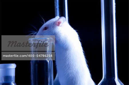 Experimenting on animals. Rat in laboratory on blue table