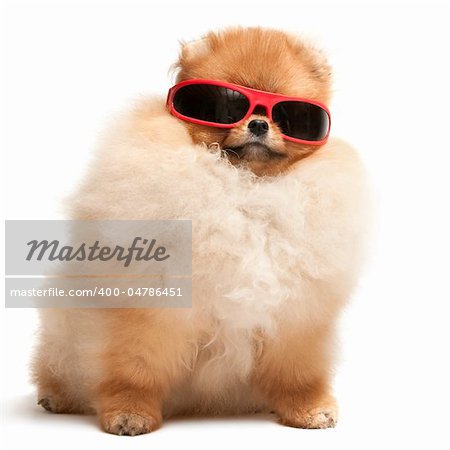 A pomeranian spitz puppy is wearing sunglasses; isolated on the white background