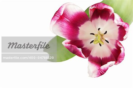 Beautiful tulip close-up on white background