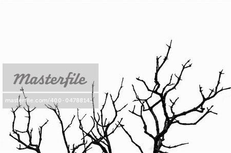 Leafless deciduous tree silhouette. Black and white.