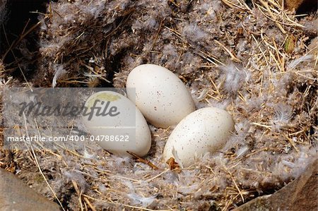 A wild bird nest with three eggs