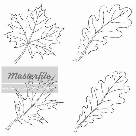 Leaves of plants, nature object, vector, isolated, set, contour: maple, oak, oak iberian