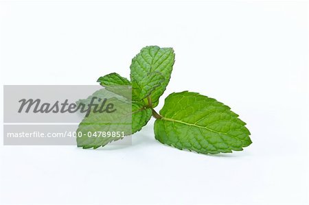 Close up fresh mint leafs