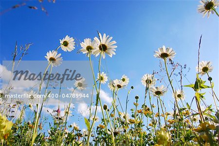 daisy flower from below with blue sky in summer