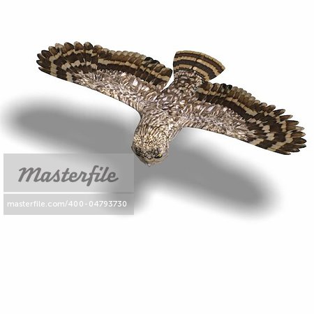 Little Owl Bird. 3D rendering with clipping path and shadow over white