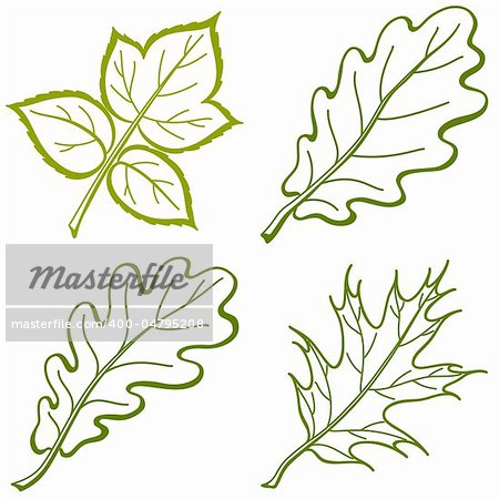 Leaves of plants, nature objects, vector, set pictogram: raspberry, oak, oak iberian