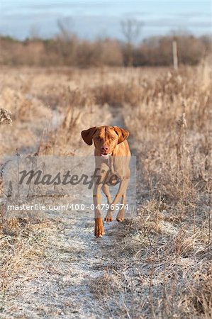 A Vizsla dog runs along a snow covered path through a field in winter.