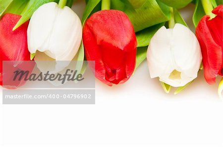 beautiful red and white tulips