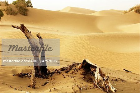 Landscape of dead trees and sandhills of deserts