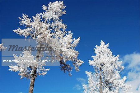 Scenery of white rime with blue sky as background in winter