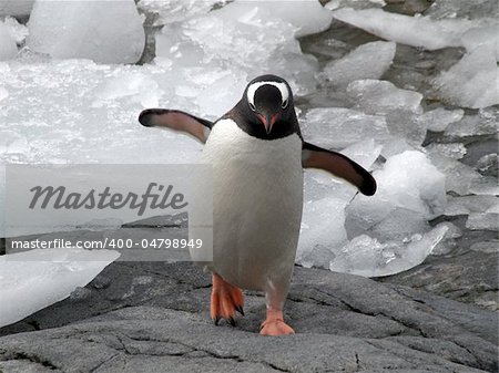 Penguins from the antarctic region