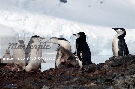 Penguins from the antarctic region